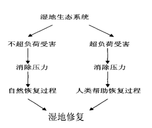 湿地修复结构图